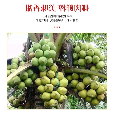 银树鲜榨系列浓郁口感椰子汁加浓口味椰汁椰奶5罐试喝装厂家合作